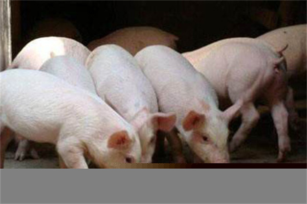 首航新能2024年报解码：营收2711亿元，政策驱动下的内生增长效果显著